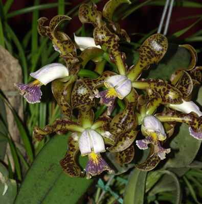 Cattleya schilleriana