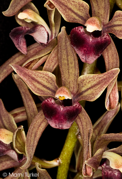 Cymbidium devonianum