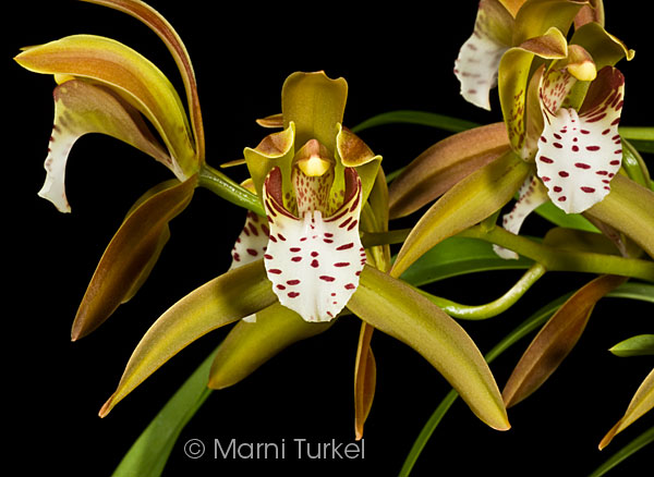 Cymbidium tigrinum 'Stony Point' close