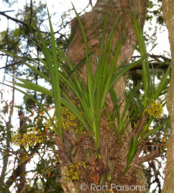 Cymbidium suave