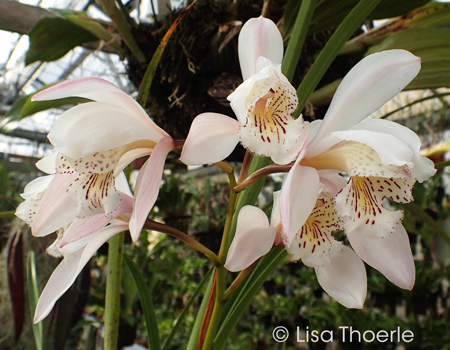 Cymbidium wenshanense 'Lisa'