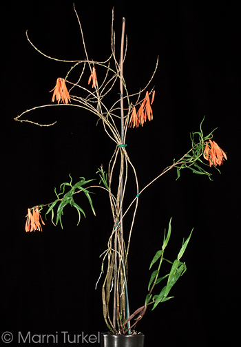 Dendrobium aurantiflammeum
