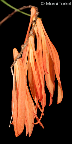 Dendrobium aurantiflammeum