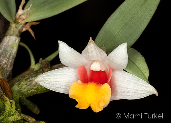 Dendrobium bellatulum