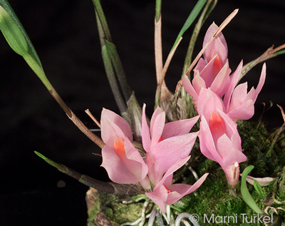 Dendrobium brassi