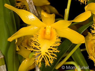 Dendrobium brymerianum