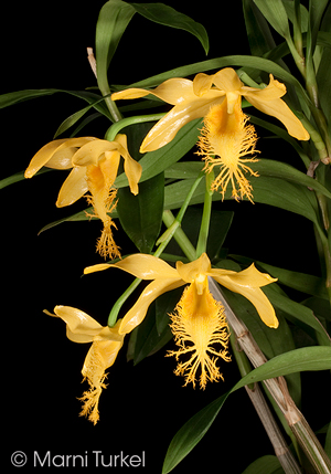 Dendrobium brymerianum