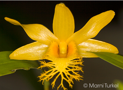 Dendrobium brymerianum