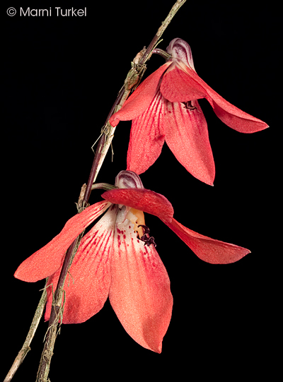 Dendrobium cinnabarinum