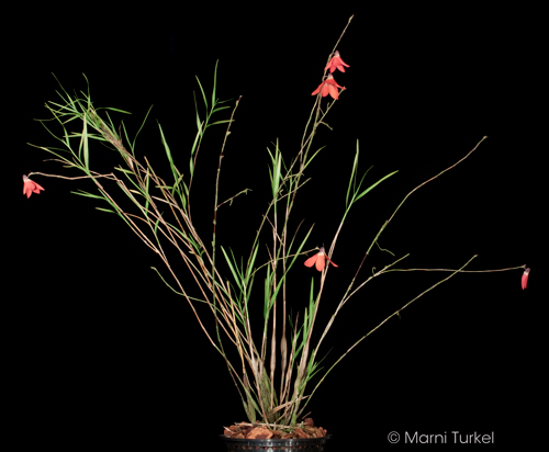Dendrobium cinnabarinum plant