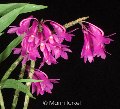 Dendrobium cornutum