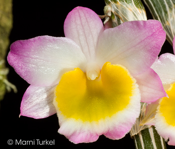 Dendrobium crepidatum