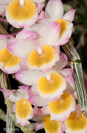 Dendrobium crepidatum