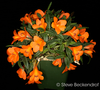Dendrobium cuthbertsonii 'Orange #2