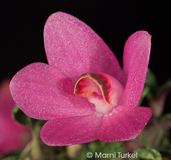 Dendrobium cuthbertsonii