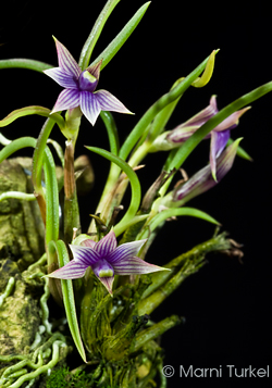 Dendrobium cyanocentrum blue