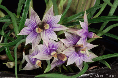 Dendrobium cyanocentrum