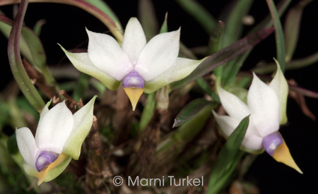 Dendrobium cyanocentrum