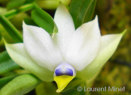 Dendrobium cyanocentrum