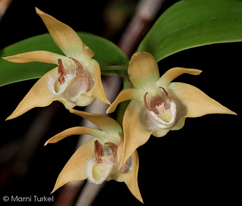 Dendrobium fleckeri