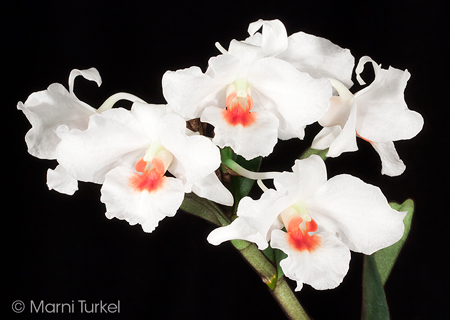 Dendrobium igneoniveum