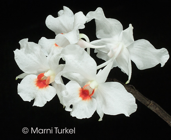 Dendrobium igneoniveum