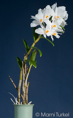 Dendrobium infundibulum