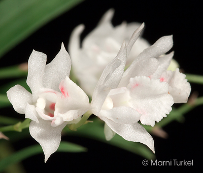 Dendrobium microbulbon