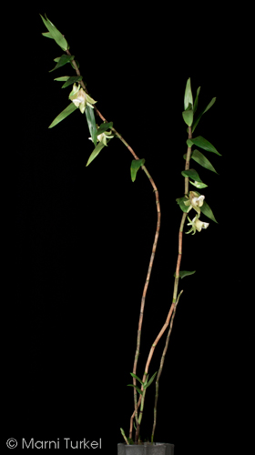 Dendrobium olivaceum