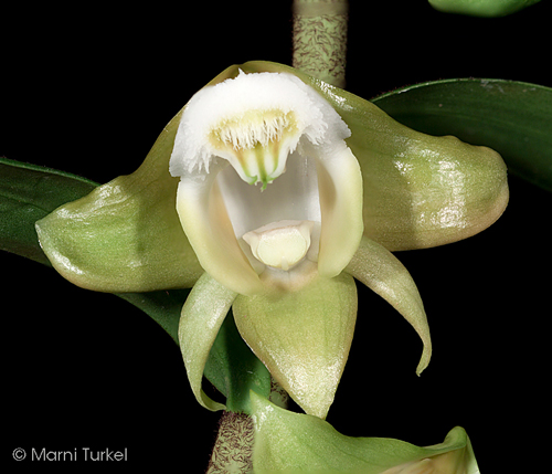 Dendrobium olivaceum