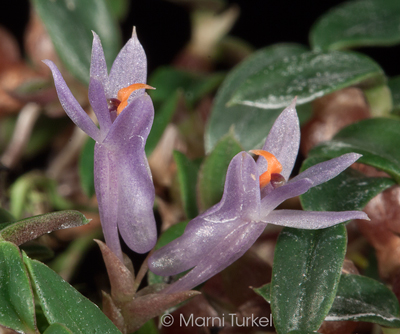 Dendrobium parvulum