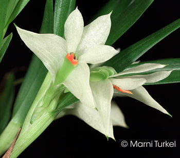 Dendrobium pentapterum