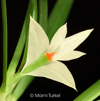 Dendrobium pentapterum