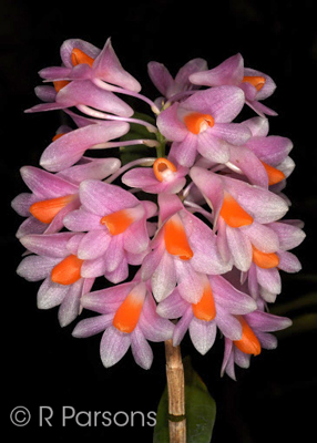 Dendrobium pseudoglomeratum