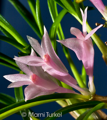 Dendrobium seranicum