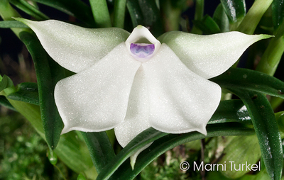 Dendrobium subuliferum