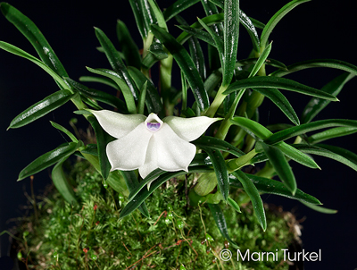 Dendrobium subuliferum