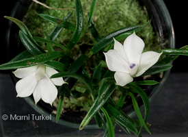 Dendrobium subuliferum