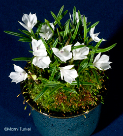 Dendrobium subuliferum 'Snowtop' CHM/AOS