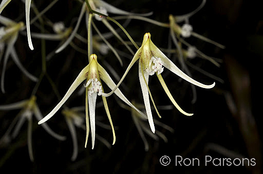 Dendrobium teretifolium