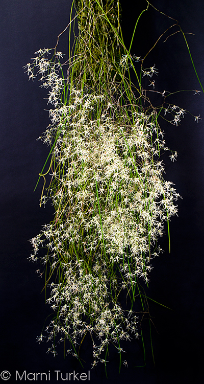 Dendrobium teretifolium