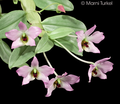 Dendrobium trantuanii