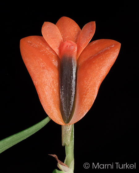 Dendrobium vexillarius