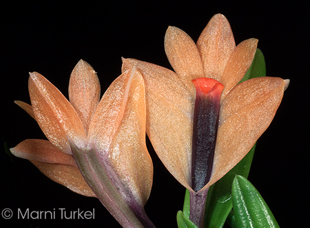 Dendrobium vexillarius orange