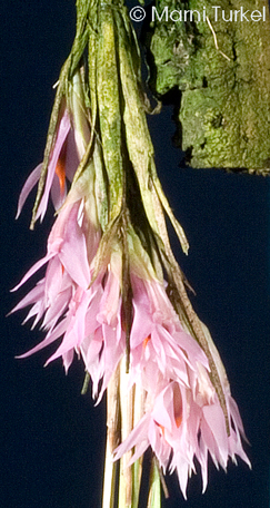 Dendrobium violaceum v cyperfolium