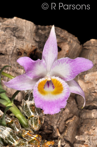 Dendrobium wangliangii  