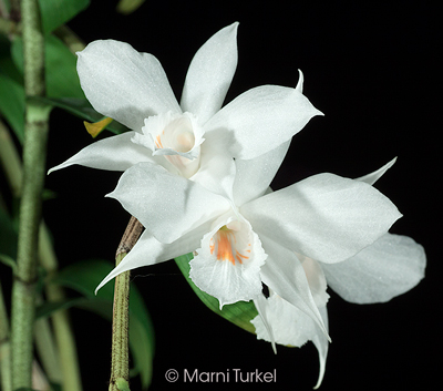 Dendrobium watti