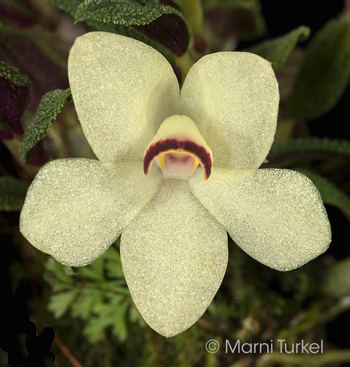 Dendrobium cuthbertsonii