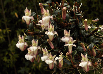 Dendrobium fargesii Epigeneium sansiense
