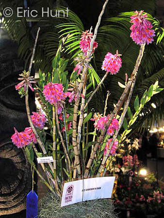 Dendrobium pseudoglomeratum